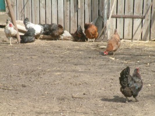 150 de păsări, furate din Satu Nou